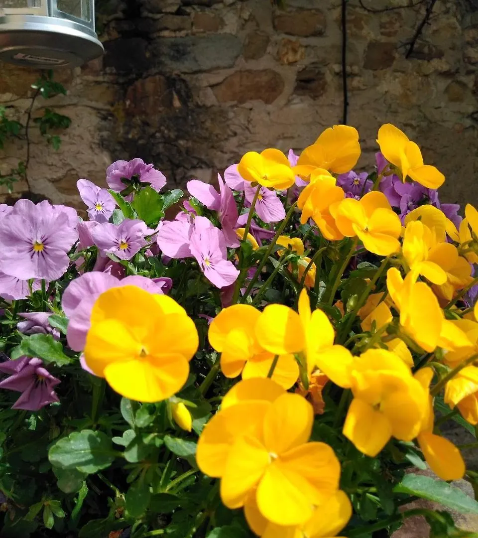 Guest house Villa Le Pergole- Firenze